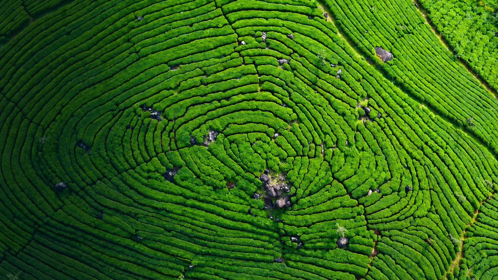 Munnar tea gardens